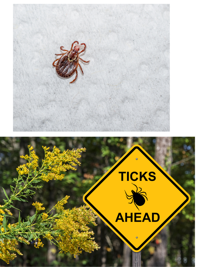 ticks ahead
