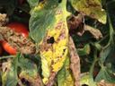 Tomato Diseases
