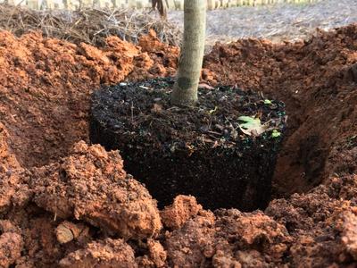 tree plant clay soil