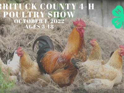 chickens