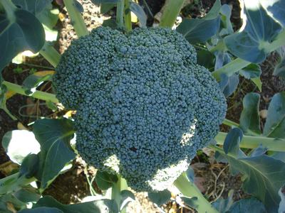 Head of broccoli growing on plant with surrounding green leaves