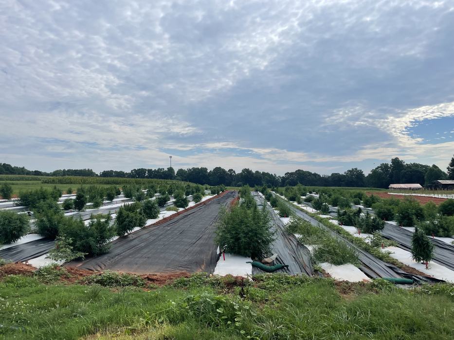 floral hemp growing in a field for research in NC