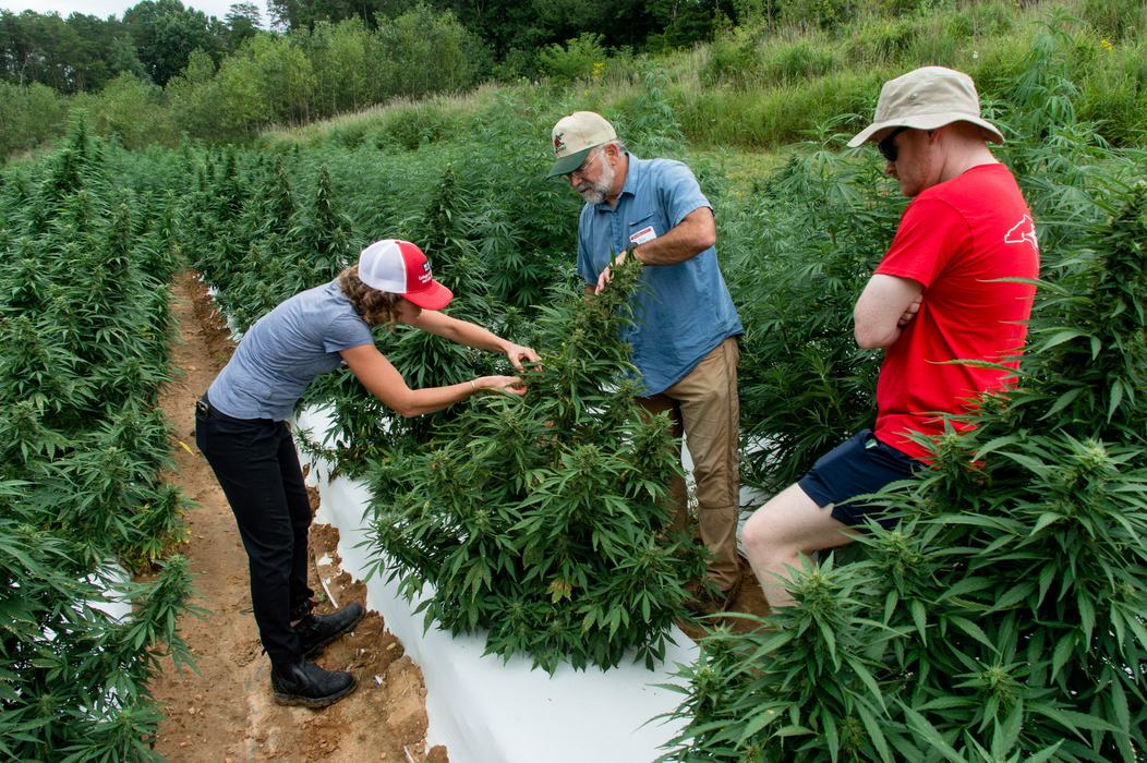 People looking at insects on floral hemp