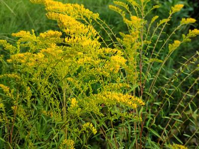 Goldenrod