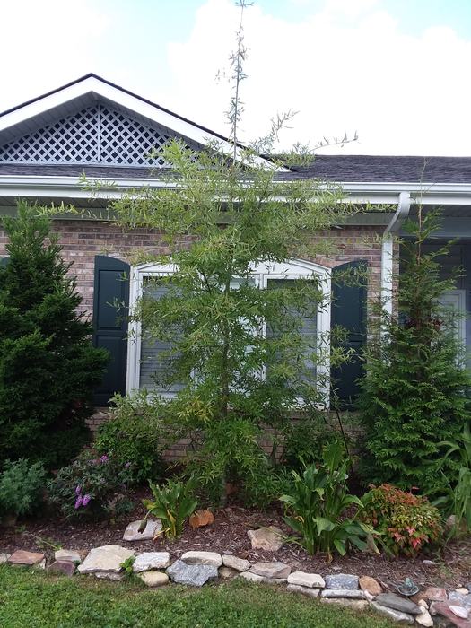 willow oak too close to home