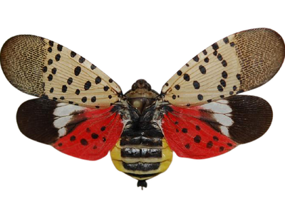 Lanternfly with beige spotted forewings, red-and-black spotted hindwings, yellow-striped abdomen