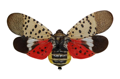 Lanternfly with beige spotted forewings, red-and-black spotted hindwings, yellow-striped abdomen