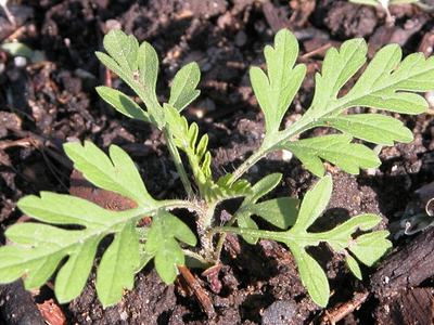 opposite and deeply lobed leaves