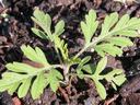 opposite and deeply lobed leaves