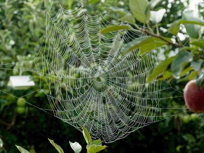 Spider web and trap in apple orchard