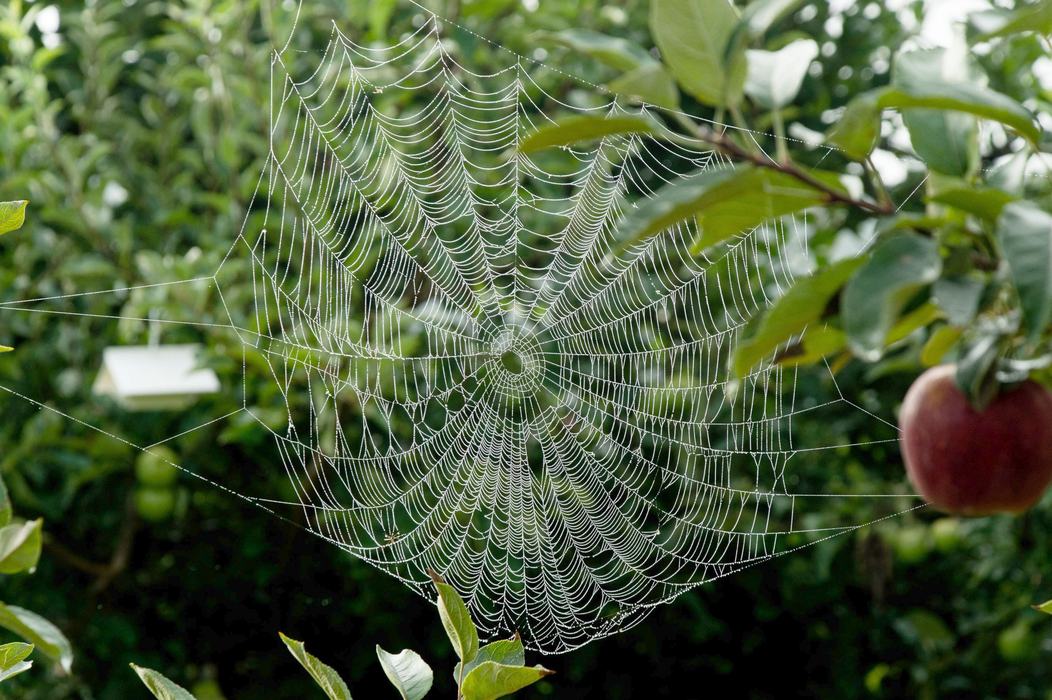 Spider web and trap in apple orchard