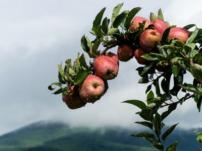 A cluster of apples grow on the end of a branch.