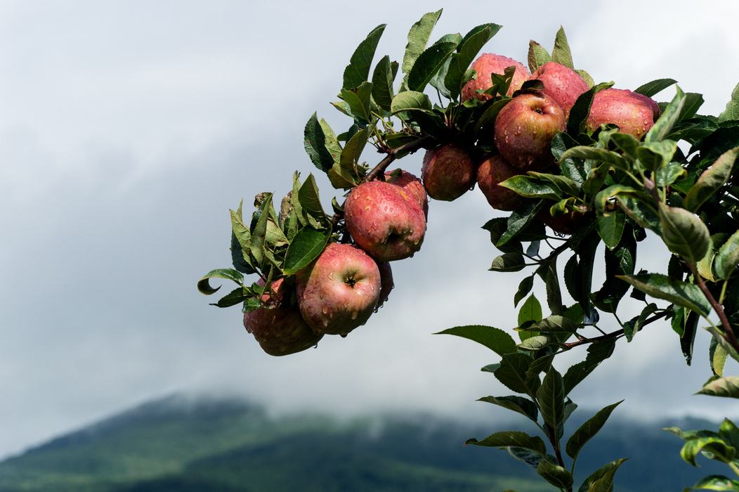 apple orchard fruit trees