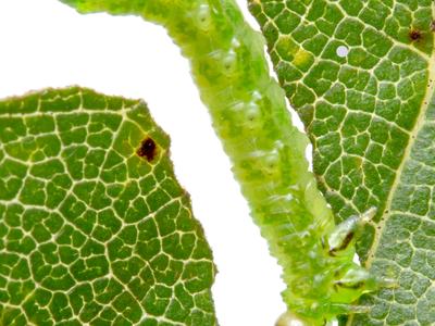 A green caterpillar-like insect feeds on a green leaf.