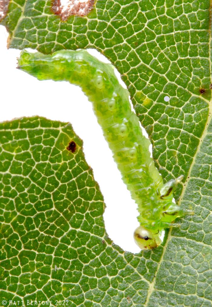A green caterpillar-like insect feeds on a green leaf.