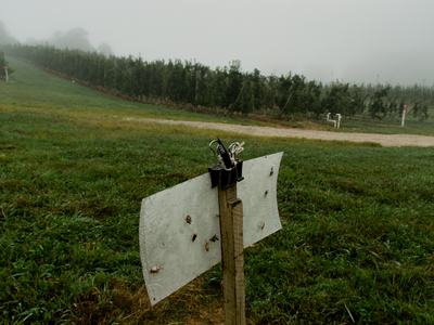 Brown marmorated stink bug sticky trap in apple orchard
