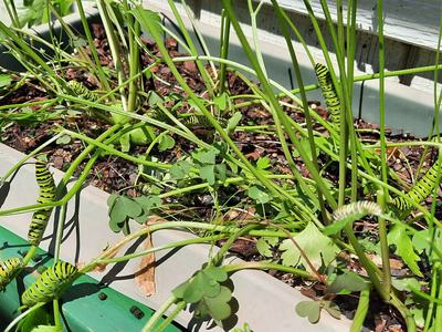 caterpillars on parsley