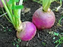 Beets in the ground