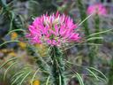 Cleome Flower, Spider Flower, Flower in Garden, Gardens and Flowers, Flowers to Plant in Garden, Pretty Flowers to Grow in the Garden
