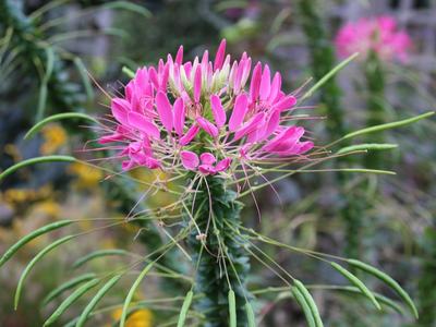 Cleome Flower, Spider Flower, Flower in Garden, Gardens and Flowers, Flowers to Plant in Garden, Pretty Flowers to Grow in the Garden