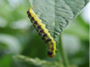 Corn earworm