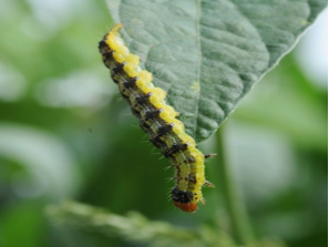 Corn earworm