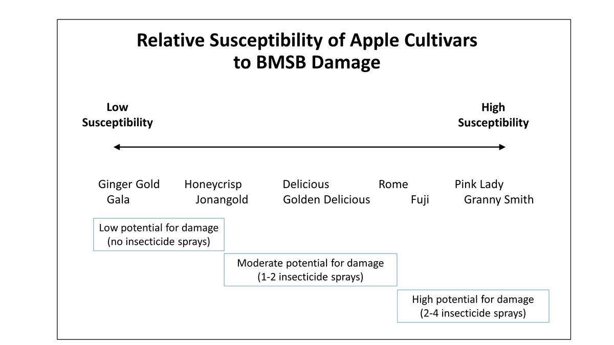 Figure showing the susceptibility of various apple varieties to brown marmorated stink bug injury