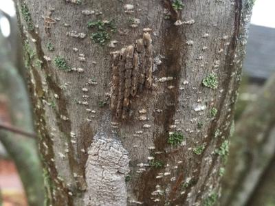 Tree trunk bark with small vertical brown egg-like casings, white lichen patch; text "5573211"