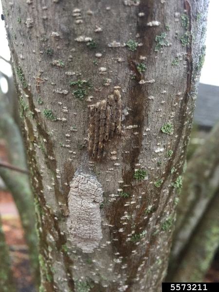 Tree trunk bark with small vertical brown egg-like casings, white lichen patch; text "5573211"