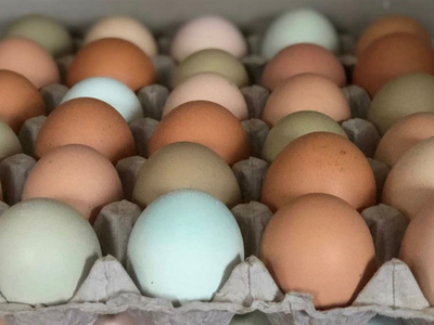 Carton holding multiple brown, tan, cream, and pale blue eggs arranged in rows