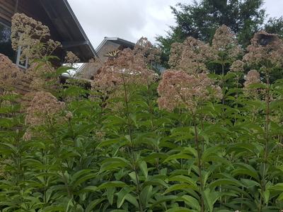 Joe-Pye Weed