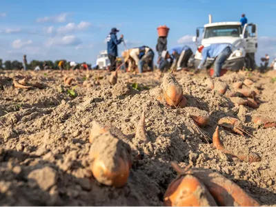 Gleaning Produce