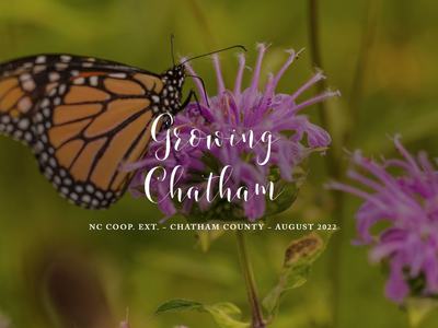 Monarch on purple flower; text: "Growing Chatham"; NC Coop Ext, Chatham County, Aug 2022