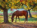 Horse n pasture