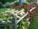 Hydrangea fence border Rachel Kramer