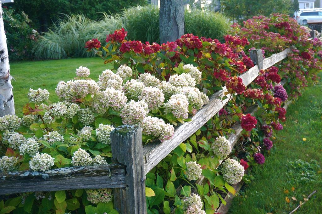 Hydrangea fence border Rachel Kramer