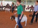 Youth leading goats on halters in a covered livestock show ring