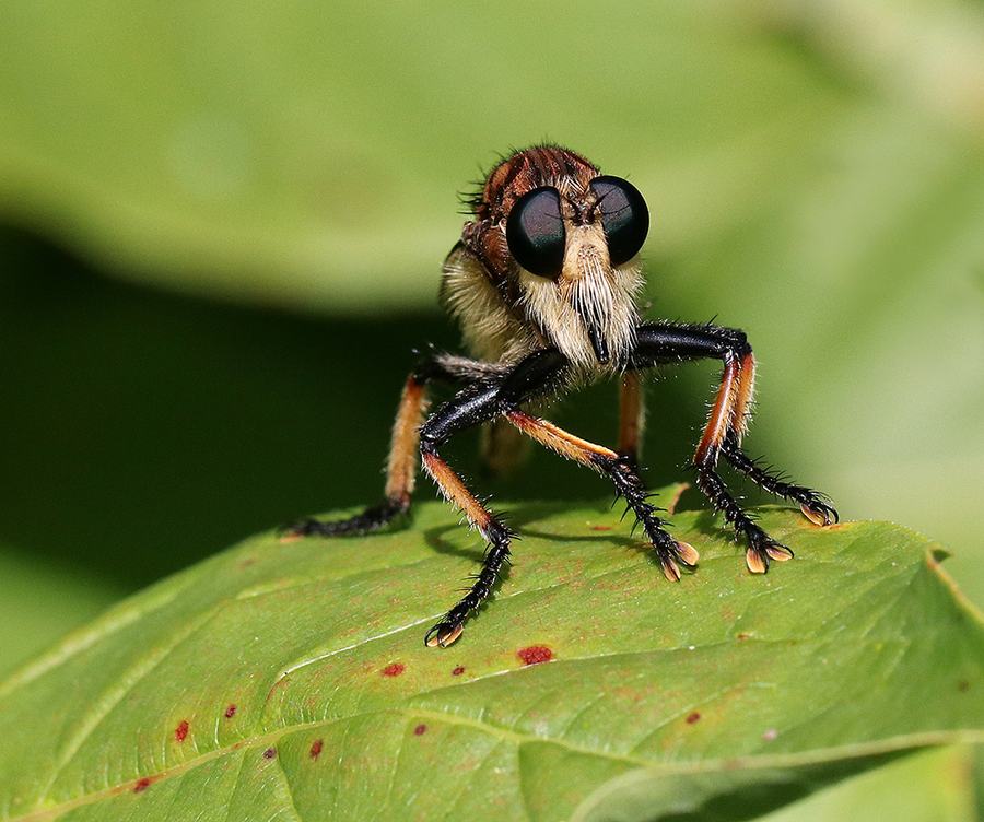 Predatory robber fly on buttonbush leaf. 