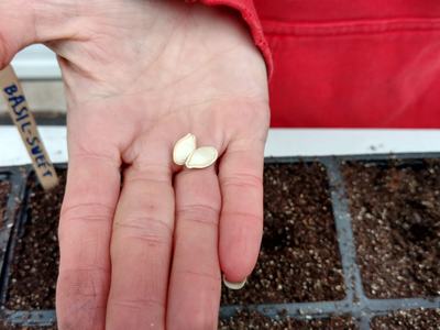 an opened hand with 2 seeds