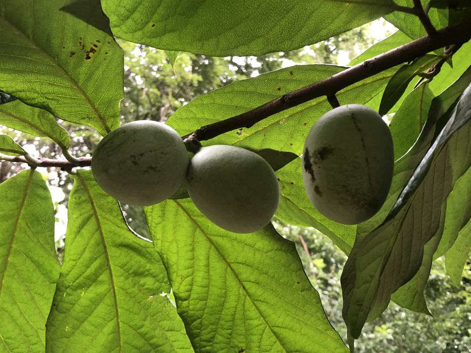 Small green paw paw fruits hang on the bottom of a tree branch.