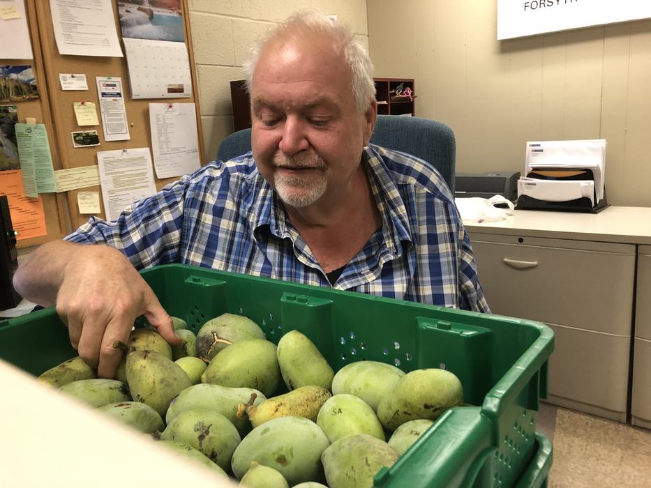 A man looks at a crate of paw paw fruit.