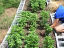 Vegetable garden