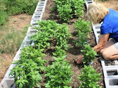 Vegetable garden