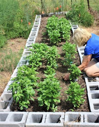 Vegetable garden