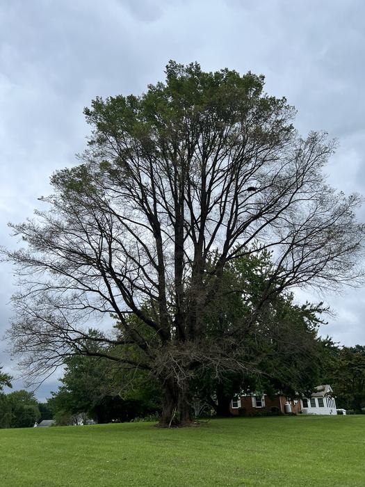 A large tree approximately 75% defoliated.