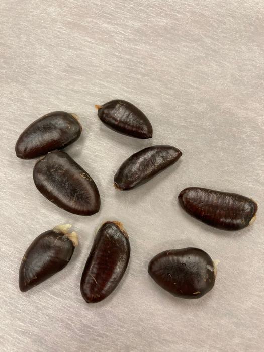 Large dark brown seeds 