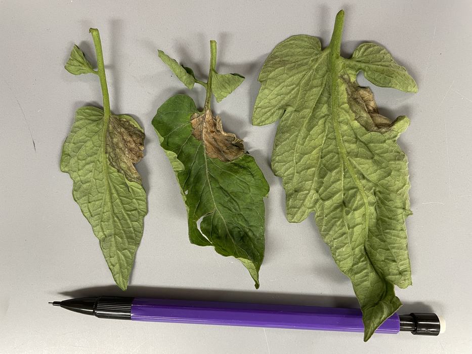 Late blight on tomato leaves