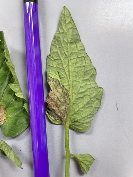 Late blight on tomato