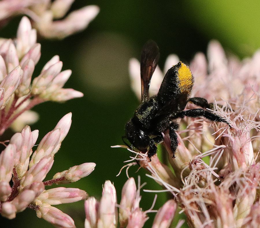 Carpenter-mimic leafcutter bee on joe-pye weed.