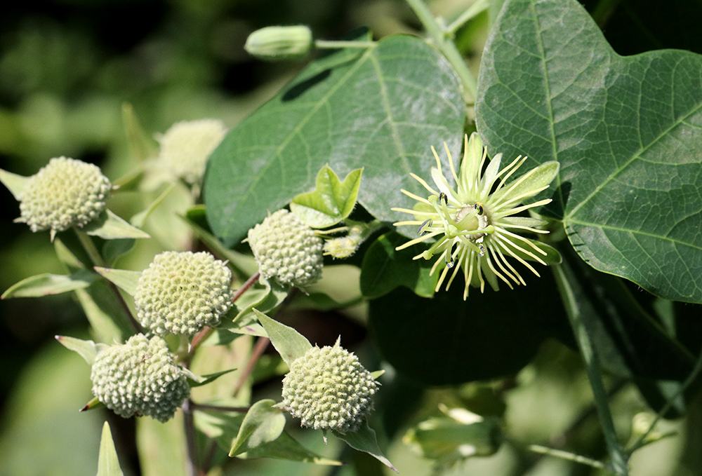 Yellow passionflower vine on mountain mint.